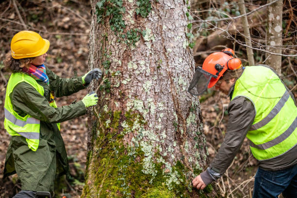 How Our Tree Care Process Works  in  Warm Springs, OR